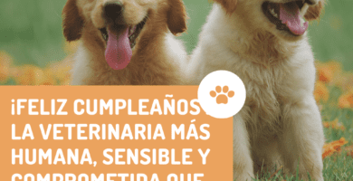 Dedicatorias de cumpleaños para una veterinaria